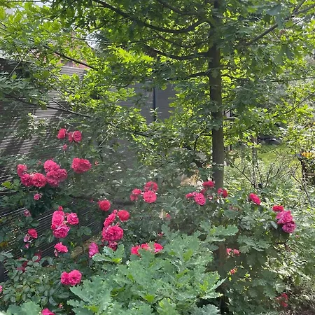 Rose & Oak