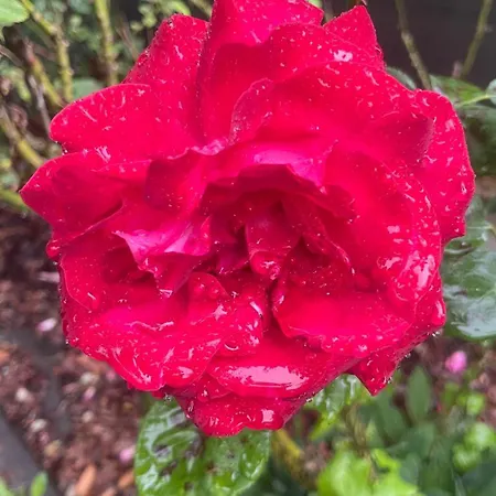 Apartment Rose & Oak